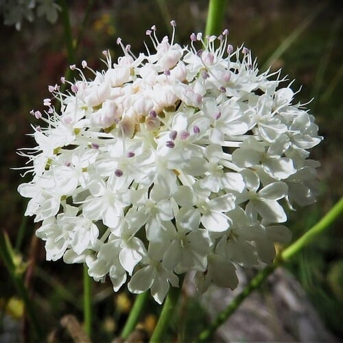 Trachymene incisa (Wild parsnip) — photo