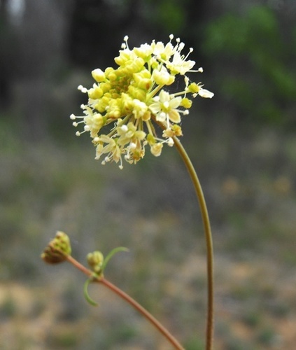 Trachymene ochracea — photo