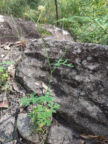 Trachymene ochracea — photo