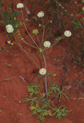 Trachymene ochracea