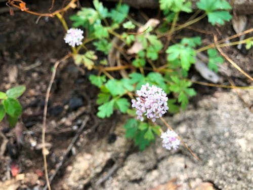Trachymene procumbens (Native parsnip) — photo