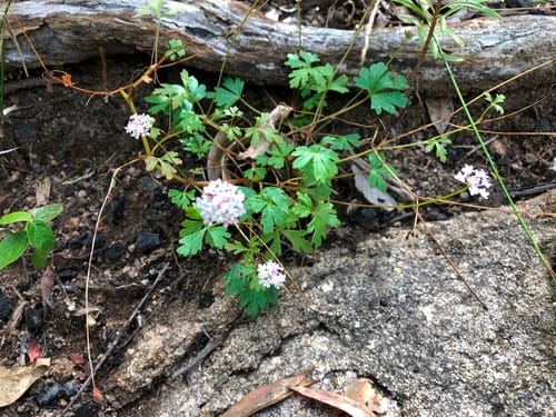 Trachymene procumbens (Native parsnip) — photo
