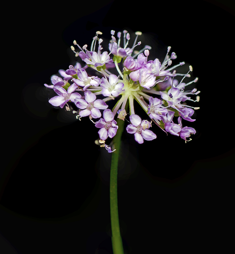 Trachymene procumbens