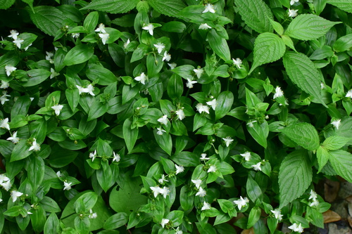 Tradescantia fluminensis — photo