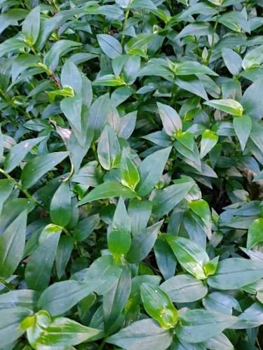 Tradescantia fluminensis — photo
