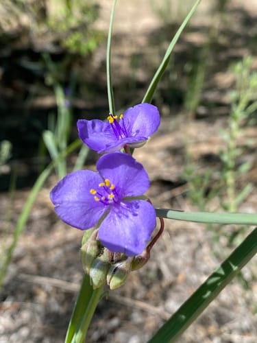 Tradescantia occidentalis (Prairie spiderwort) — photo