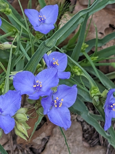 Tradescantia occidentalis