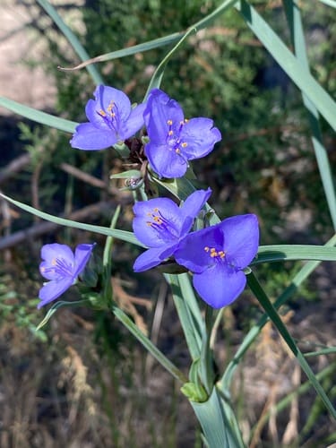 Tradescantia occidentalis (Prairie spiderwort) — photo