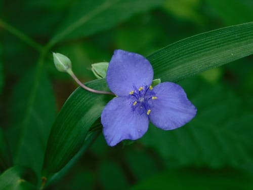 Tradescantia ohiensis (Spiderwort) — photo