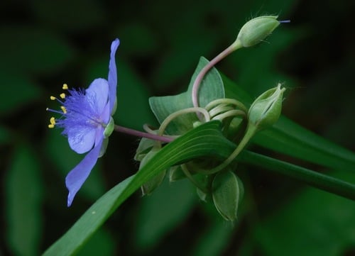 Tradescantia ohiensis