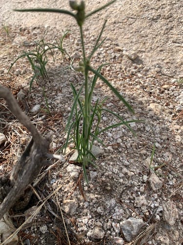 Tradescantia pinetorum (PIne spiderwort) — photo