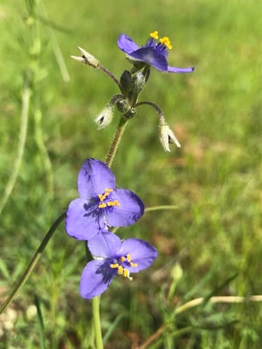 Tradescantia pinetorum