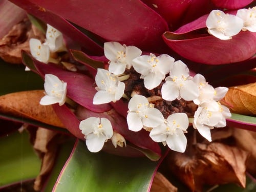 Tradescantia spathacea — photo
