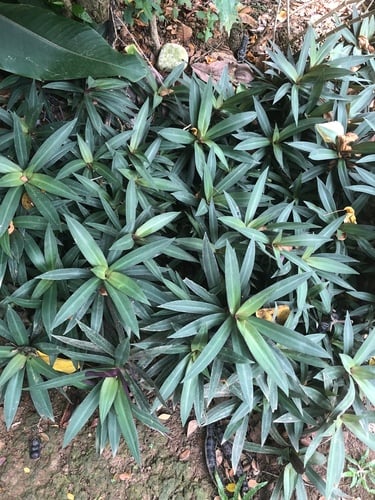 Tradescantia spathacea — photo