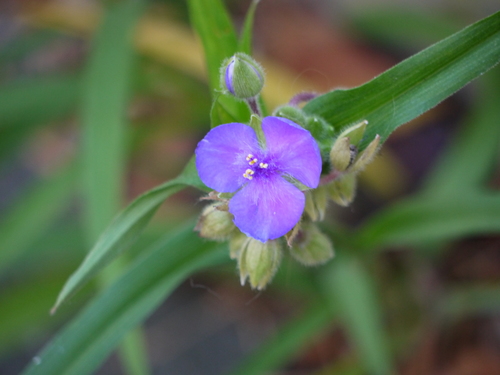 Tradescantia virginiana (Spiderwort) — photo