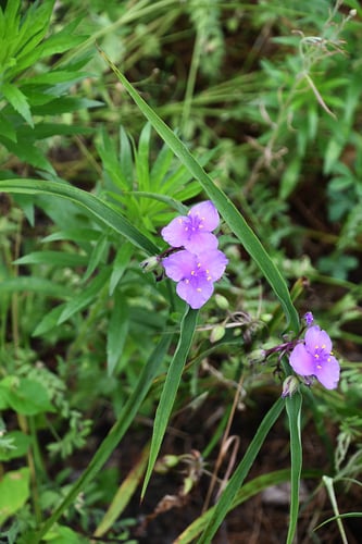 Tradescantia virginiana (Spiderwort) — photo