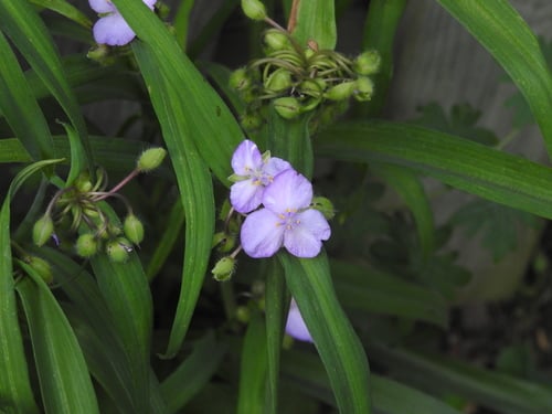 Tradescantia virginiana