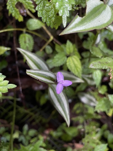 Tradescantia zebrina var. zebrina (Rumput belang) — photo