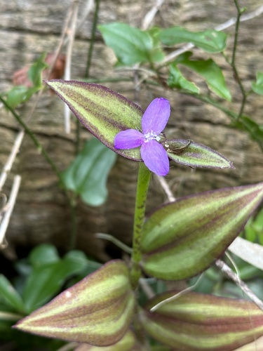 Tradescantia zebrina var. zebrina (Rumput belang) — photo