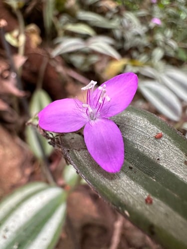 Tradescantia zebrina var. zebrina