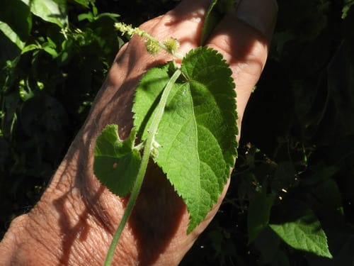 Tragia brevipes — photo