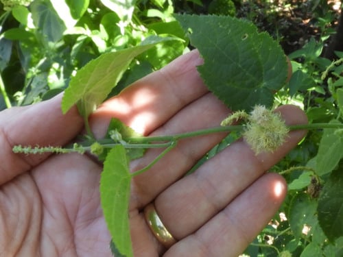 Tragia brevipes