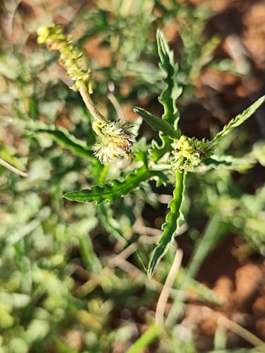 Tragia dioica — photo