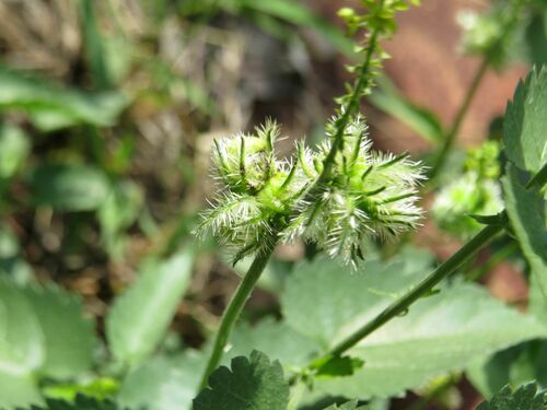 Tragia dioica