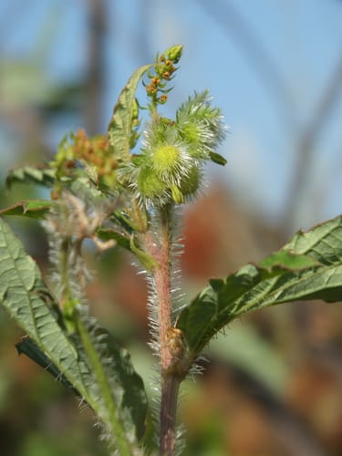 Tragia plukenetii (Cannabis leaf nettle) — photo