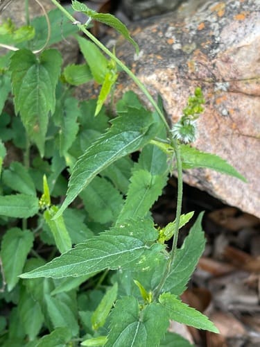 Tragia rupestris — photo