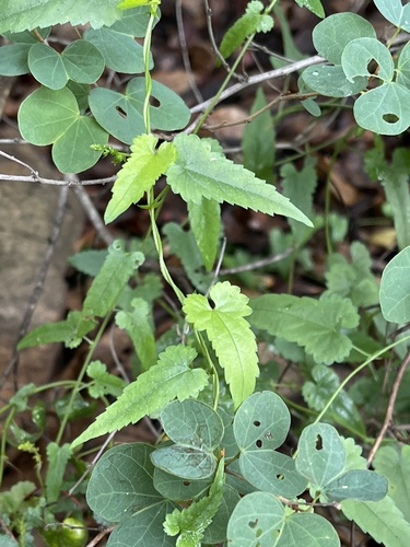 Tragia rupestris
