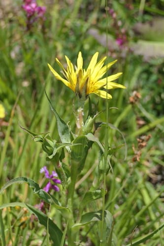 Tragopogon aureus — photo