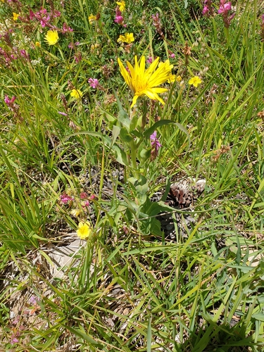 Tragopogon aureus