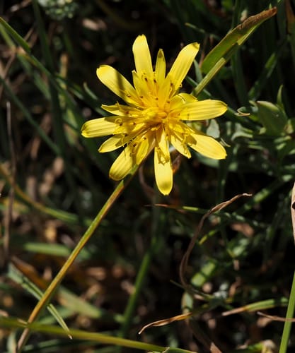 Tragopogon buphthalmoides (Bull's eye) — photo