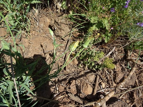 Tragopogon buphthalmoides