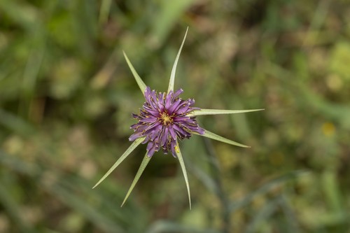Tragopogon coelesyriacus (Goat's beard) — photo