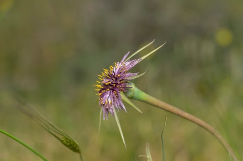 Tragopogon coelesyriacus (Goat's beard) — photo