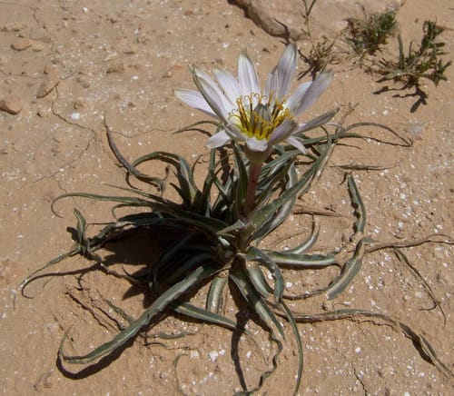 Tragopogon collinus (Goat's beard) — photo