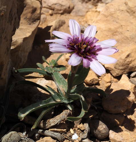 Tragopogon collinus