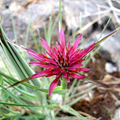 Tragopogon coloratus