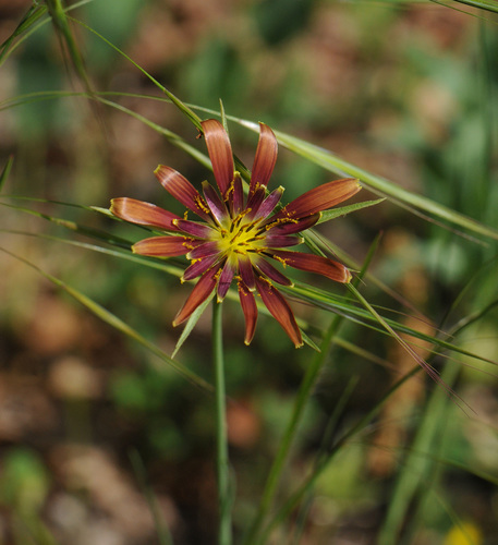 Tragopogon crocifolius — photo