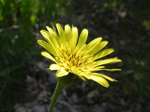Tragopogon crocifolius — photo
