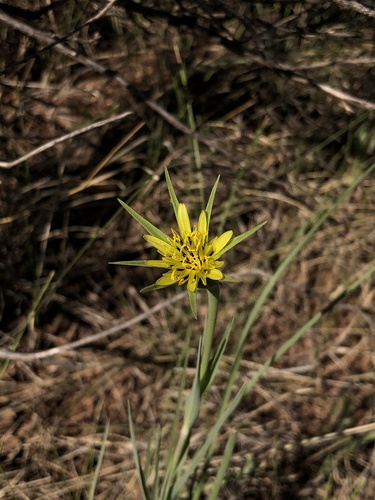 Tragopogon dubius (Yellow Goatsbeard) — photo