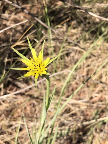 Tragopogon dubius (Yellow Goatsbeard) — photo