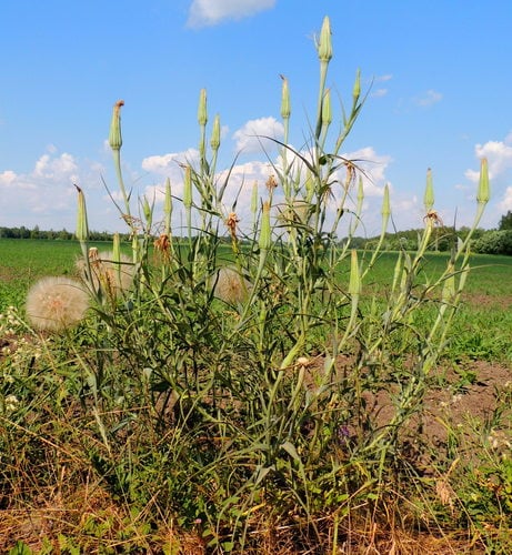 Tragopogon dubius