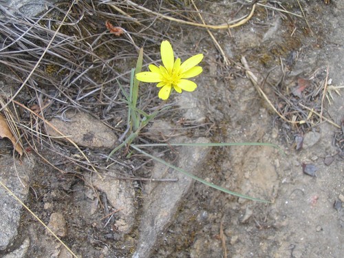 Tragopogon gracilis (Slender salsify) — photo