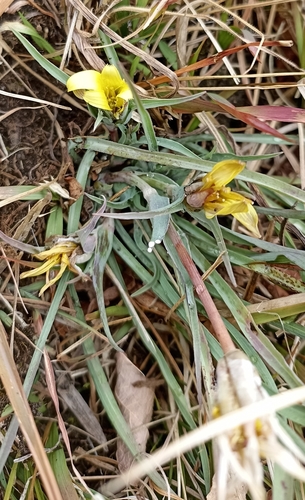 Tragopogon gracilis (Slender salsify) — photo