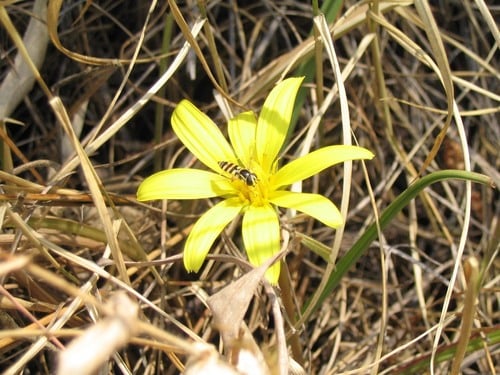 Tragopogon gracilis