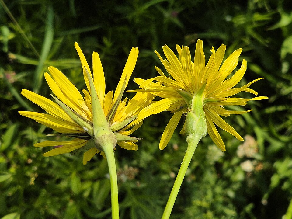 Tragopogon hispanica — photo