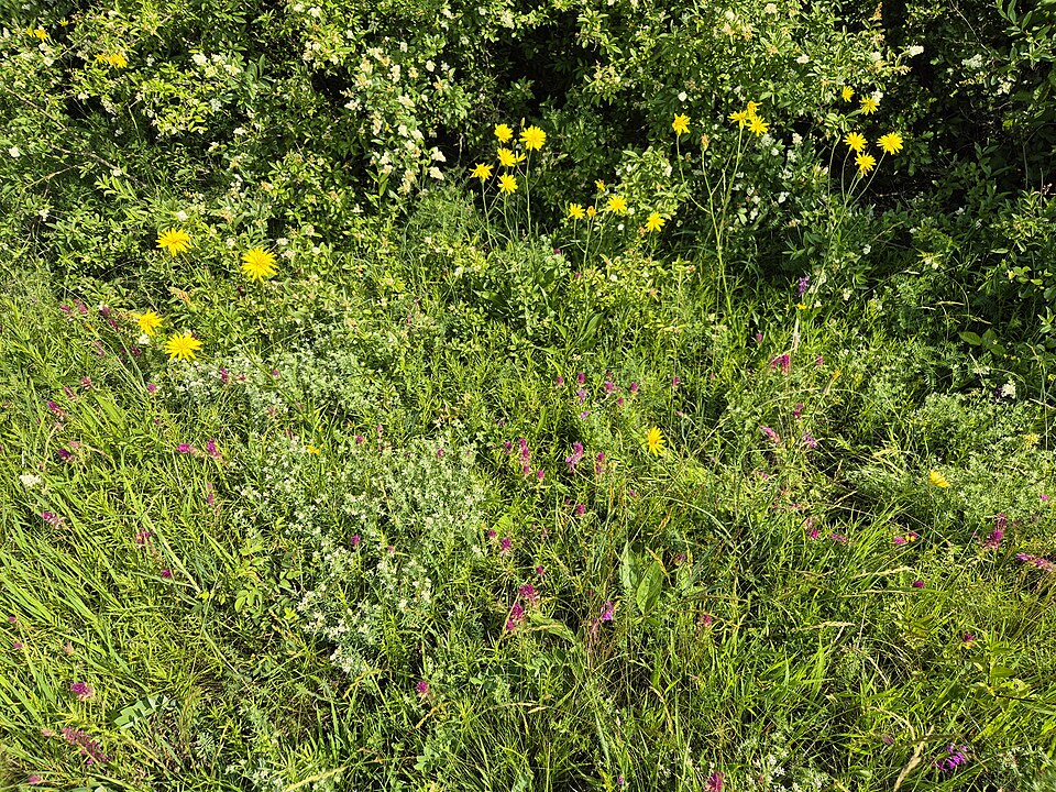 Tragopogon hispanica